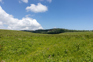 Walking on the subalpine at the beginning of the summer season, the period of exuberant flowering of plants.