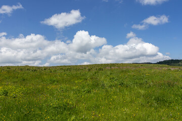 Walking on the subalpine at the beginning of the summer season, the period of exuberant flowering of plants.