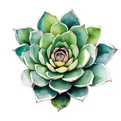 Watercolor and painting Blooming fresh Cactus and flowers succulent plant
