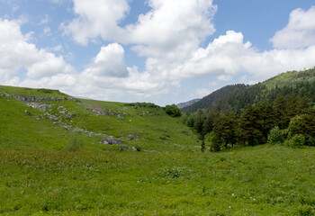 Walking on the subalpine at the beginning of the summer season, the period of exuberant flowering of plants.