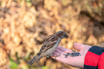 Sparrow eats seeds from a man's hand