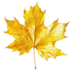 autumn maple leaf illustration png isolated on white background