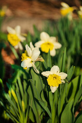 Fototapeta premium fresh narcissus in the garden