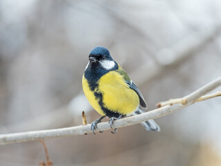 Cute bird Great tit, songbird sitting on the branch with blurred background