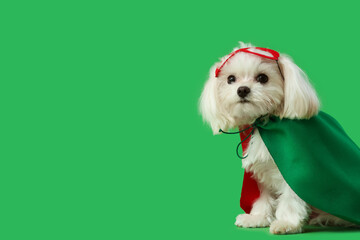 Cute little dog in superhero costume on green background