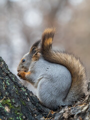 The squirrel with nut sits on tree in the autumn. Eurasian red squirrel, Sciurus vulgaris.