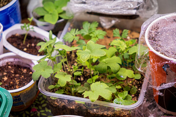 plant in a soil as a vegetable cultivated concept