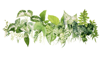 PNG  Green leaves plant herbs leaf - obrazy, fototapety, plakaty