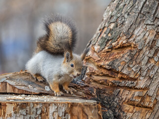 Naklejka na ściany i meble A squirrel sits on a stump and eats nuts in autumn.