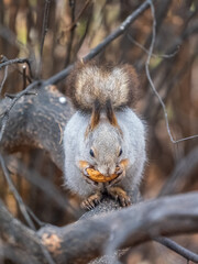 The squirrel with nut sits on tree in the autumn. Eurasian red squirrel, Sciurus vulgaris.