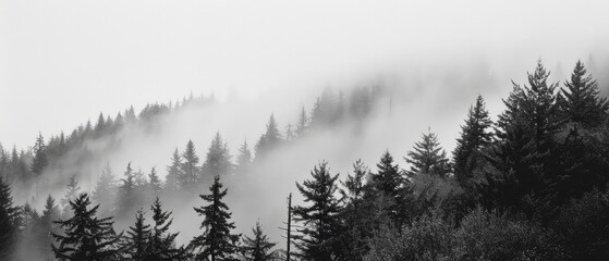 Forest fog in the Pacific Northwest