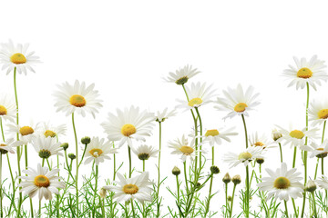 daisies on a meadow isolated on white background