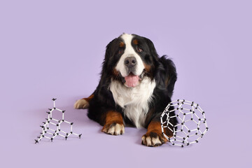 Cute Bernese mountain dog with molecular models lying on lilac background