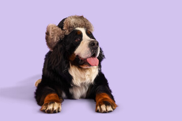 Cute Bernese mountain dog in warm hat lying on lilac background