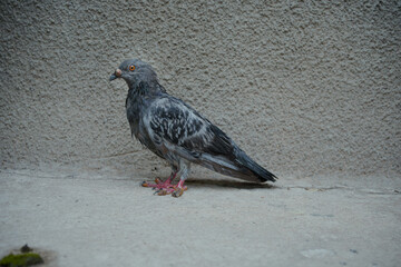 Alone pigeon with pox on grey background.