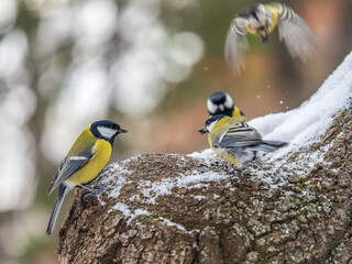 Cute bird Great tit, songbird sitting on a branch with snow in the autumn or winter.