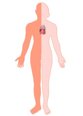 Fototapeta premium Body anatomy showing female and male heart organs.