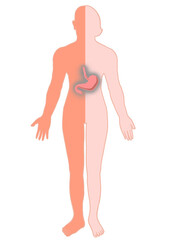 Body anatomy showing female and male stomach organs.