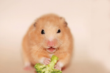 Golden hamster eating broccoli with funny face