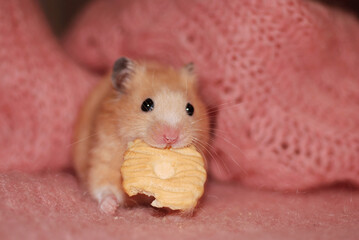 Golden hamster is eating a cookie specially made for hamsters