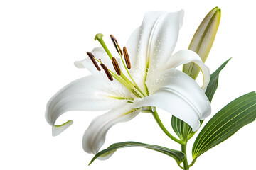 white lily flower isolated on white background