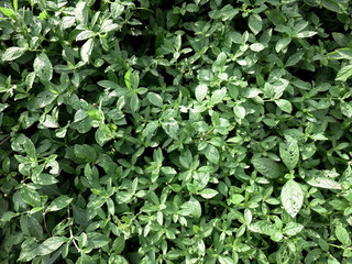 A lush green plant with many leaves. The leaves are wet and shiny. The plant is full and healthy. Green leaf pattern, texture Natural background