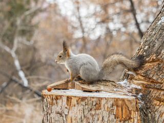 A squirrel sits on a stump and eats nuts in autumn.
