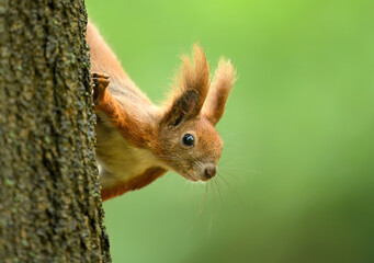 Red squirrel ( Sciurus vulgaris ) close up