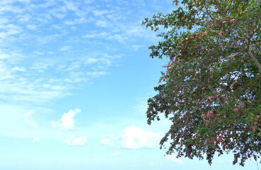Green leaves tree and bright blue sky background
