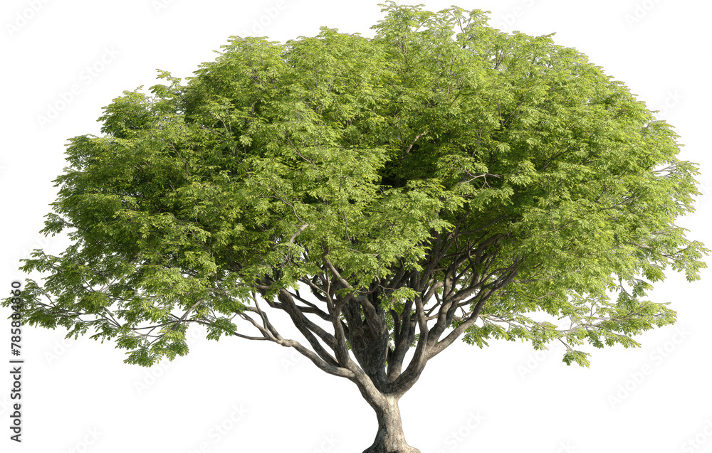 Poster realistic 3d rendering of a tree on transparent background, suitable for architecture visualization,