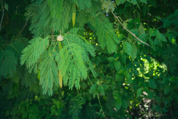Pink silk tree in the forests.