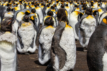 King Penguins (Aptenodytes patagonicus) in a colony -  catastrophic moult