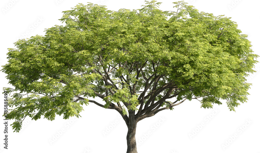 Poster realistic 3d rendering of a tree on transparent background, suitable for architecture visualization,