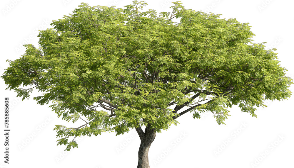 Poster realistic 3d rendering of a tree on transparent background, suitable for architecture visualization,