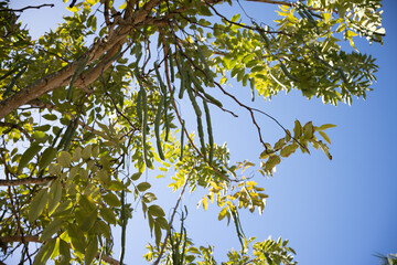 Cassia fitsula or golden shower fruit hanging down on the tree.