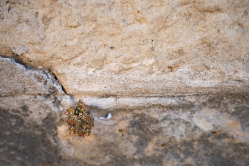 Wasps protecting nest on the stone wall.