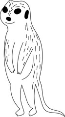 Hand drawn meerkat illustration on transparent background.