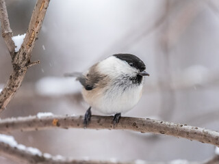Cute bird the willow tit, song bird sitting on a branch without leaves in the winter.