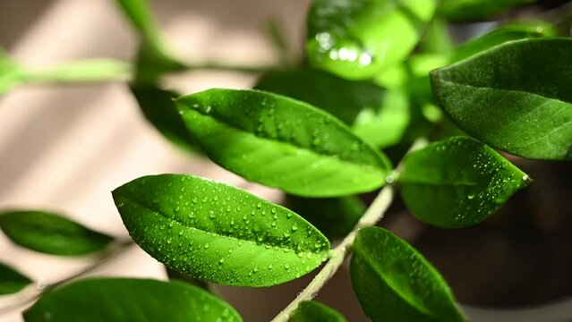 green plant, zamioculcas