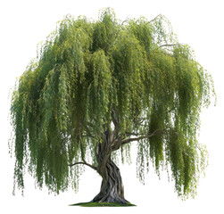 PNG Willow tree plant tranquility outdoors