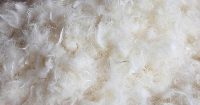 White down of feathers and small delicate feathers