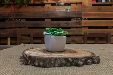 Artificial small plant on wooden table.