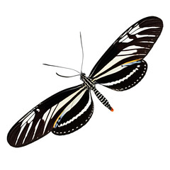 Zebra longwing butterfly Heliconius charithonia elongated black and white striped wings slender body wings Final