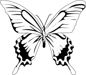 Hand drawn butterfly illustration on transparent background.
