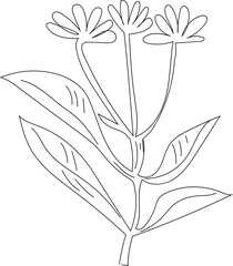 Hand drawn flower illustration on transparent background.
