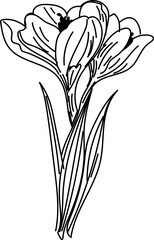 Hand drawn flower illustration on transparent background.
