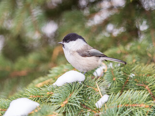 Cute bird the willow tit, song bird sitting on the fir branch