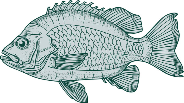 recommend clip art: Fish drawing clipart design illustration