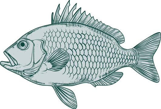 recommend clip art: Fish drawing clipart design illustration