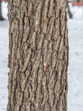 Texture of the bark of old maple tree